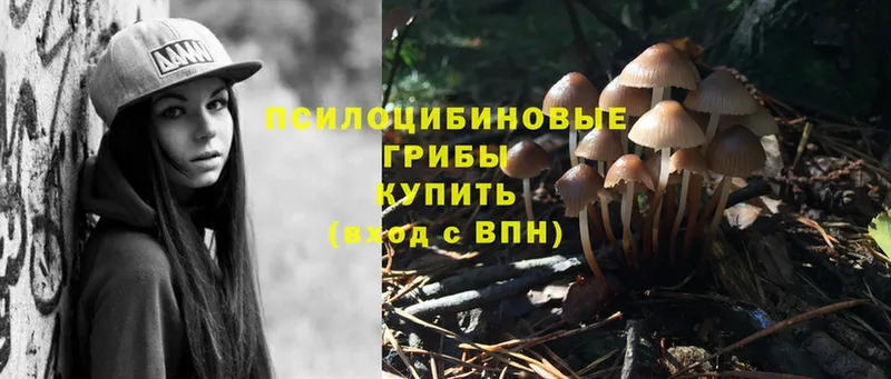 Псилоцибиновые грибы Psilocybe  как найти   даркнет телеграм  Беслан 